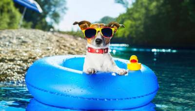 Fique atento a seu animal de estimação durante o calor