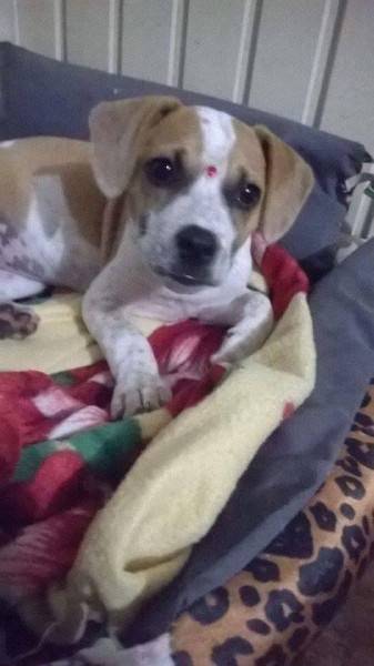 Animal para doação - Belinha