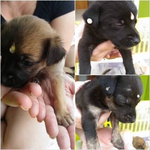 Animal para doação - Doação 3 Filhotes Femeas