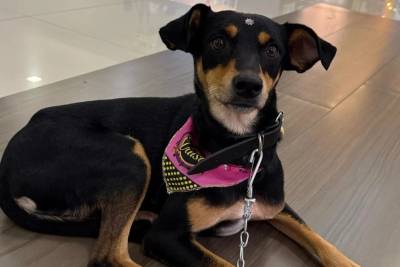 Criciúma recebe feira de adoção de cães e gatos neste sábado
