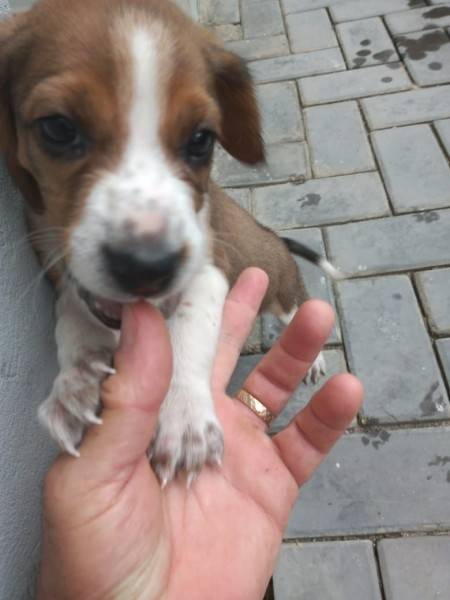 Animal para doação - Preciso De Um Nome
