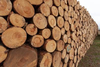 Santa Catarina: tarifaço provoca demissões e queda no faturamento do setor madeireiro