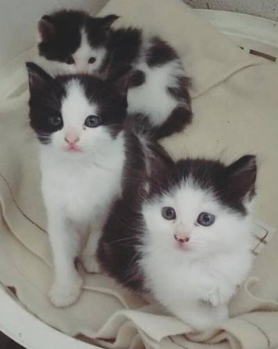 Animal para doação - Gatinhos Fofinhos