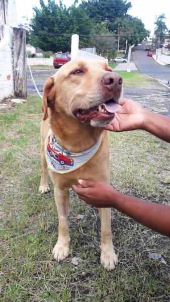 Animal encontrado no bairro Centro