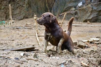 Militares e cães de busca do CBMSC irão atuar em Pernambuco