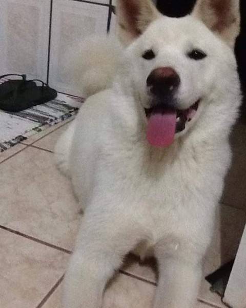 Procura-se cachorra