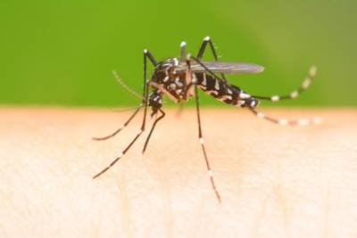 Médico infectologista do HSJosé alerta para o cuidado com a proliferação da Dengue