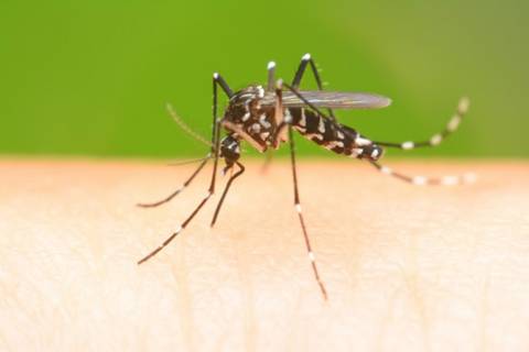 Médico infectologista do HSJosé alerta para o cuidado com a proliferação da Dengue