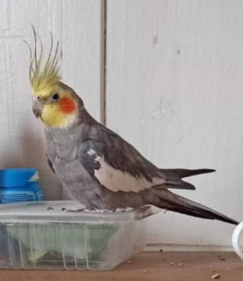Animal encontrado no bairro Pio Corrêa 