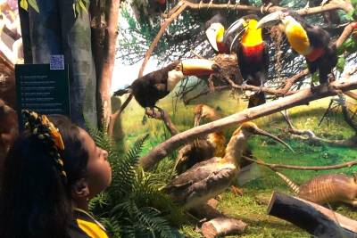 Crianças e adolescentes da Afasc exploram o Museu de Zoologia da Unesc