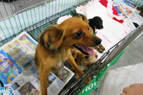 ONG SOS Vira-Lata volta a realizar Feira de Adoção Nações Shopping