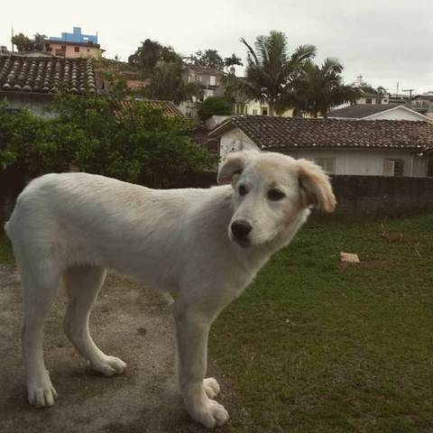Procura-se Buneka