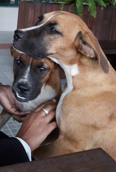 Animal encontrado no bairro Universitario