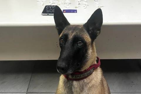 Cão de faro encontra porções de drogas e jovens acabam presos em Criciúma