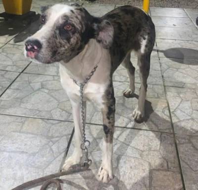 Animal encontrado no bairro Próspera 