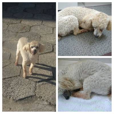 Animal encontrado no bairro Jardim Maristela