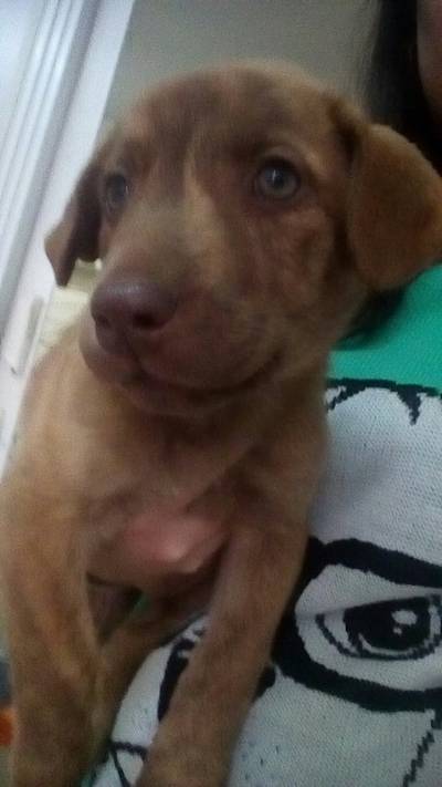 Animal encontrado no bairro Prospera