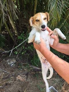 Animal para doação - Cachorro Porte Pequeno 