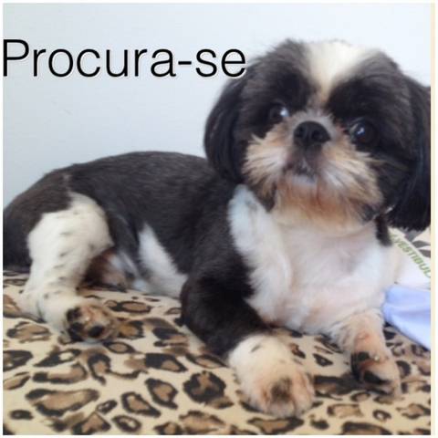 Procura-se Tommy