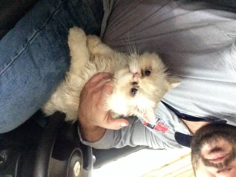 DONO ENCONTRADO - Animal encontrado no bairro Centro