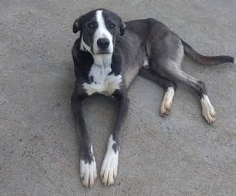 Animal encontrado no bairro Presidente Vargas 