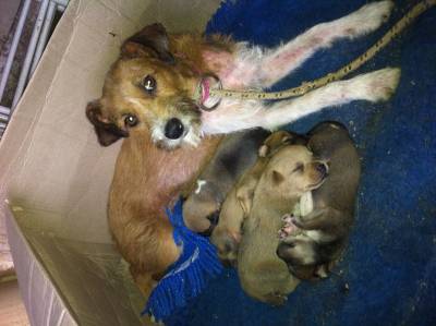 Animal encontrado no bairro Santo Antônio 