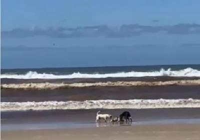 Polícia Civil investiga caso de ataque de cachorros da raça Pitbull 