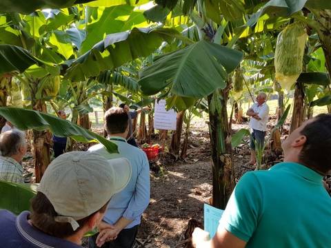 Sábado é dia de lançamento da Festa da Banana
