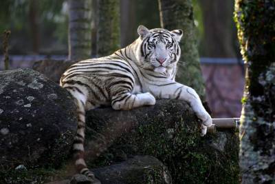 Beto Carrero World anuncia encerramento do 'Mundo Animal', o zoológico do parque