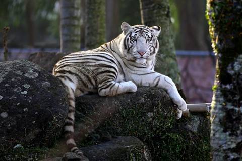 Beto Carrero World anuncia encerramento do 'Mundo Animal', o zoológico do parque