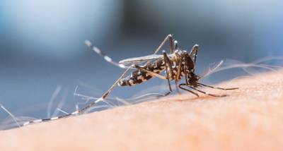 MP emite recomendação a 85 municípios infestados pelo mosquito da dengue