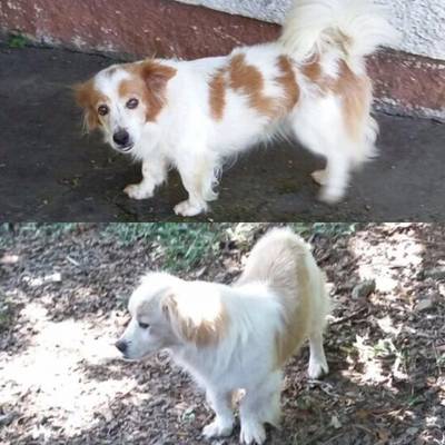 Animal para doação