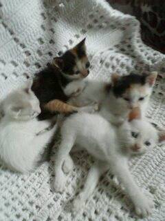 Animal para doação - Gatinhos 