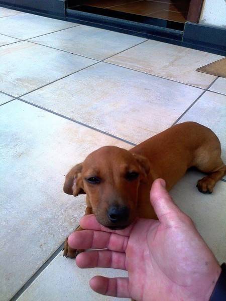 Animal para doação