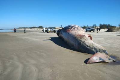 Baleia-de-Bryde é encontrada morta em praia de Jaguaruna; veja fotos
