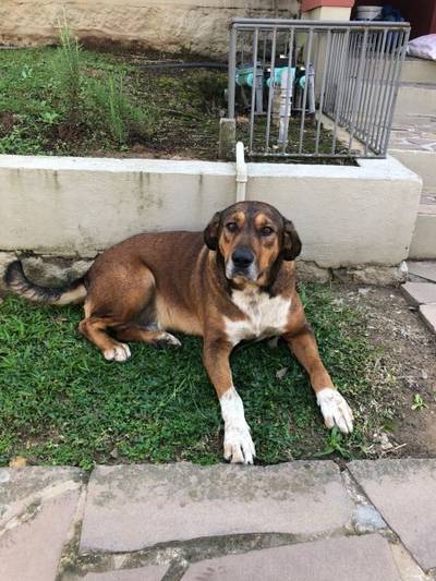Animal encontrado no bairro Lote Seis