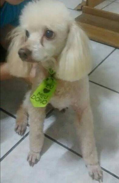 Cachorro Perdido