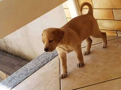 Animal para doação - Filhote