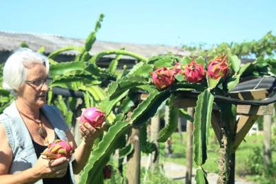Fruta exótica estará entre os produtos da Feira da Agricultura Familiar