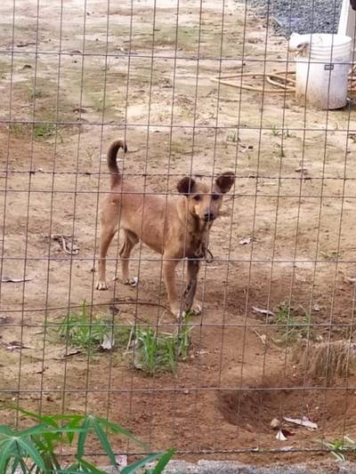 Animal para doação - Brutus