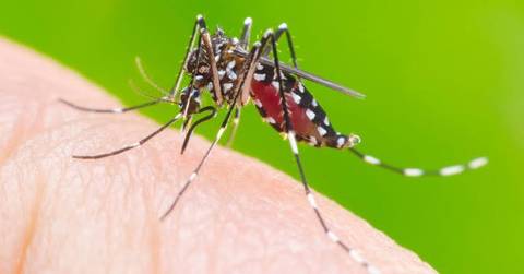 Tubarão confirma quatro casos de Dengue; dois são autóctones 