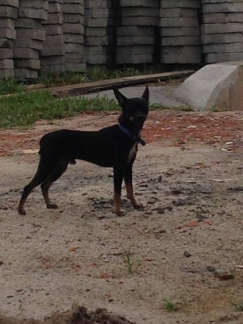 Animal encontrado no bairro Jardim Maristela