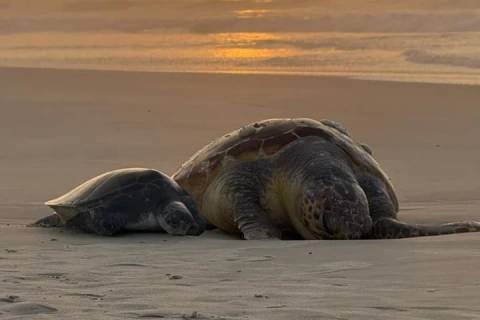 VÍDEO: tartarugas são encontradas mortas na Praia do Cardoso