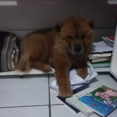 Procura-se Lara