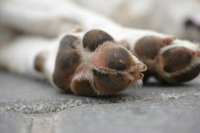 Polícia Civil investiga possível situação de maus-tratos contra animais domésticos em Siderópolis