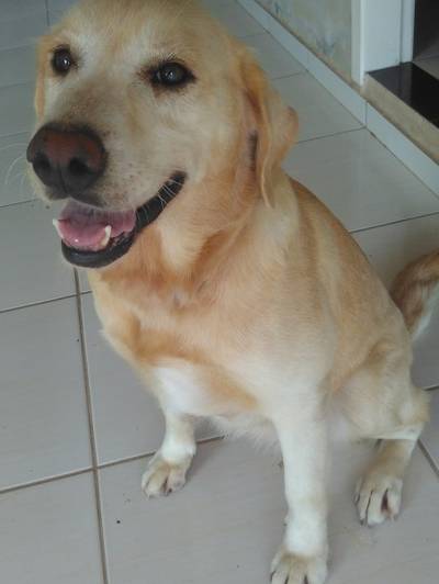 Animal encontrado no bairro Centro