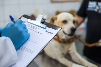 Criciúma amplia atendimento veterinário público e prepara centro de saúde animal