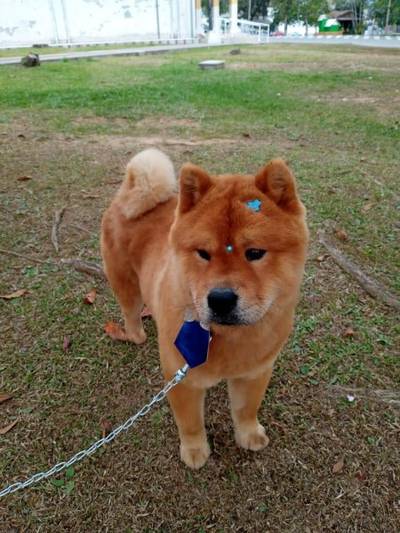 Cachorro para adoção