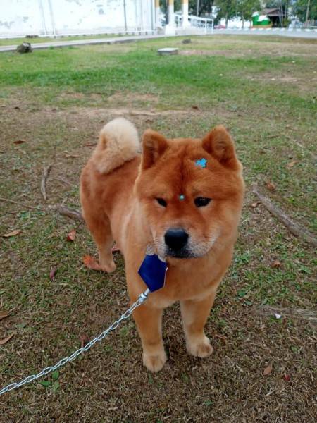 Cachorro para adoção