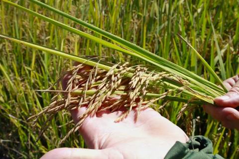 Setor do arroz debate impactos do El Niño nas lavouras de Santa Catarina